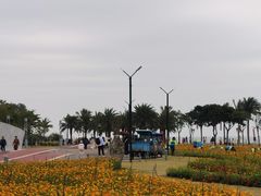 -野狸岛