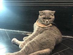 -猫色咖啡·猫咖