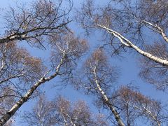 -塞罕坝国家级自然保护区