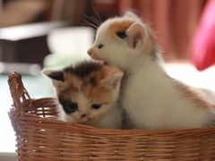 -多米餐厅(文涵路店)