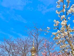 -中央广播电视塔