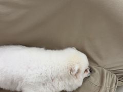 -怪兽屋·羊驼·猫咖·狗咖(俊华广场店)