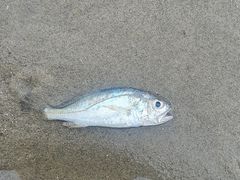 -万尾金滩