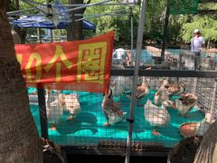 -大鹅岛绿色生态美食园