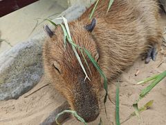 -西霞口神雕山野生动物世界