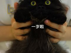 -momokira米努特·德文卷毛猫·棉花面纱犬
