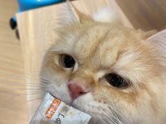 -米乐乖乖猫咪咖啡馆·猫咖(深圳湾后海汇店)