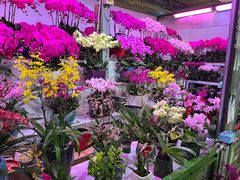 -朝来春花卉市场