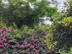 -铁山坪森林公园