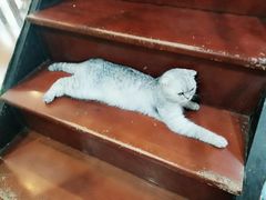-李小姐の猫咖啡馆(五角场店)