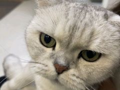 -爱妮康宠物医院·干细胞免疫细胞·肿瘤·心脏(张江店)