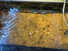 -海九澎湖海鲜餐厅