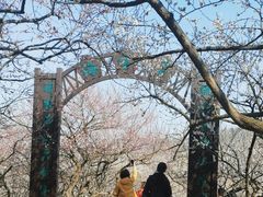 -香雪海