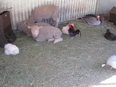 -费瑟代尔野生动物园