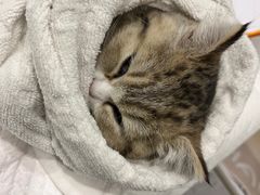 -纳吉亚猫专科动物医院·北北分院