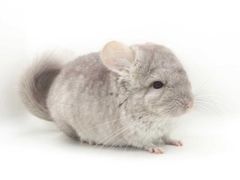 -龙猫仔乐园(惠福东路店)