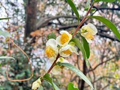 -敬亭山风景名胜区