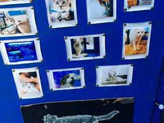 -Sirena海妖日咖夜酒