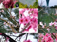 -狐尾山公园