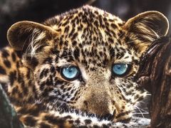 -罗红摄影艺术馆