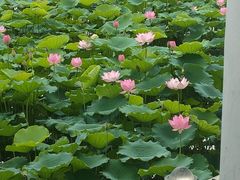 -荔湾湖公园