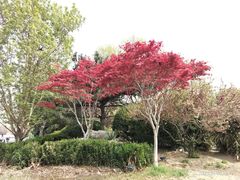 -海棠花溪(元大都城垣遗址公园)