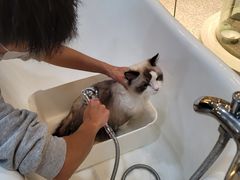 -momokira米努特·德文卷毛猫·棉花面纱犬