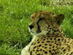 -北京野生动物园