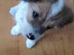 -爱侣宠医·鹦鹉专科·小型哺乳类·异宠专科(灵石路店)