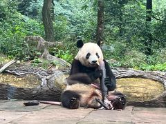 -中国大熊猫保护研究中心雅安碧峰峡基地