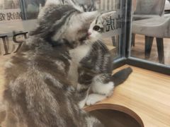 -袖虎·猫馆(体育西路店)