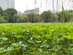 -莲湖公园