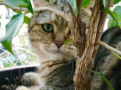 -喵屿·大理花园猫咖