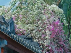 -深圳国际园林花卉博览园