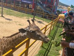 -西霞口神雕山野生动物世界