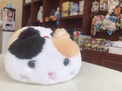 -宠爱国际动物医院· 猫科· 外科·中兽医(长白店)