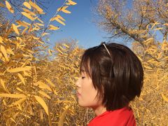 -金塔沙漠胡杨林景区