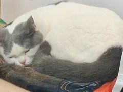 -瑞派动物医院·猫专科·至诚(江南中分院)