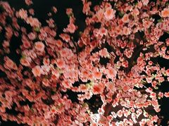 -宋徽厨·安徽菜(绿地店)