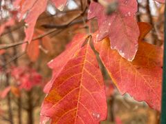 -北京西山国家森林公园