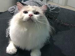 -老吴的猫·猫舍(新区店)