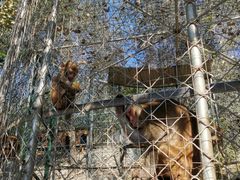 -北京鹿世界主题园