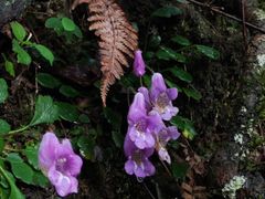 -张家界天门山国家森林公园