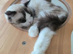 -共舞时光猫咖·狗咖(新街口店)