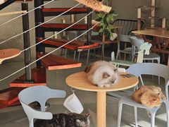 -豆逗聊愈猫阁Easy Life