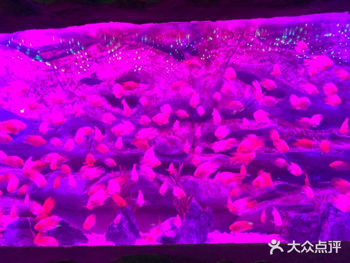 芜湖新华联大白鲸海洋公园图片