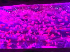 -芜湖新华联大白鲸海洋公园