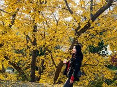 -遵化市禅林寺古银杏风景园