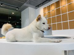 -柴务处·柴犬主题狗咖