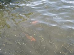 -西湖外事游船(花港观鱼码头)